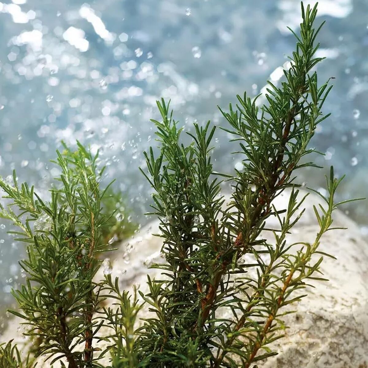 V2HCA6B108FC5C26350C3CE871E3097B079R7528045P10